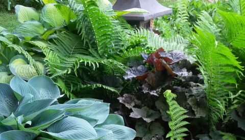 Shade Garden Perennials