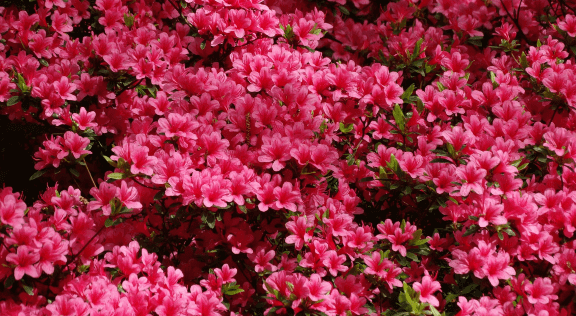 Spring Azalea Care