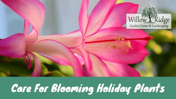 blooming holiday plants