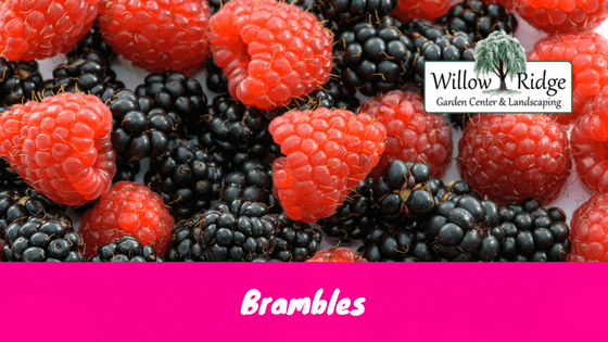 brambles
