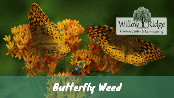 butterfly weed