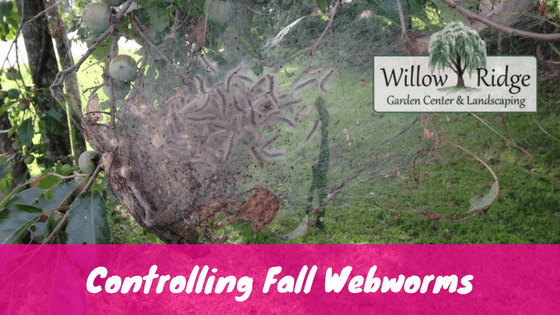 control fall webworms