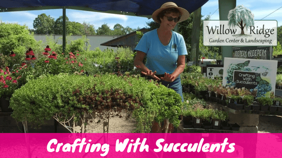 crafting with succulents