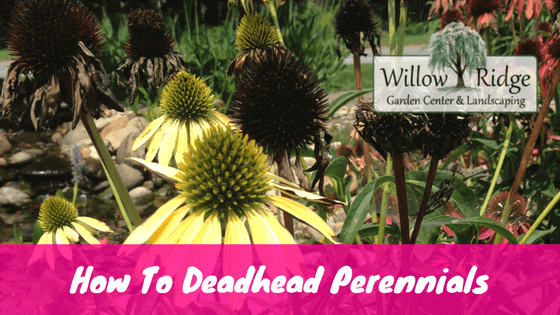 deadhead perennials