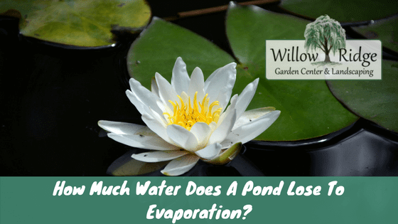 pond lose to evaporation