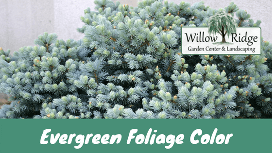 evergreen foliage customer