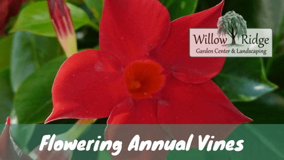 flowering annual vines