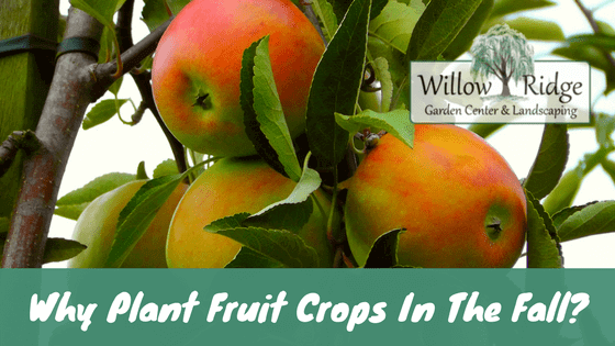 plant fruit crops