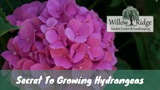 growing hydrangeas