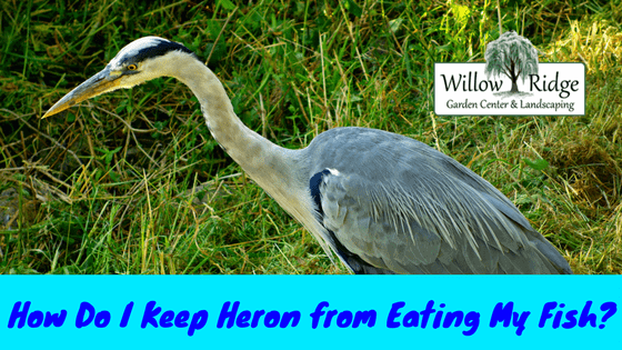 keep heron from eating my fish