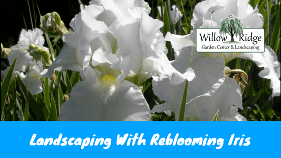 reblooming iris