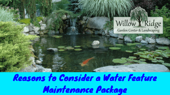 water feature maintenance package