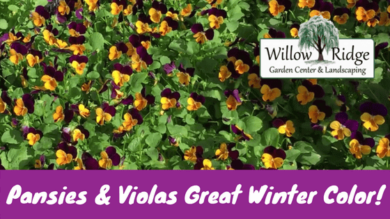 pansies and violas