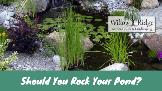rock your pond