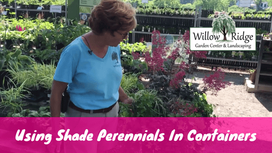 Using Shade Perennials In Containers