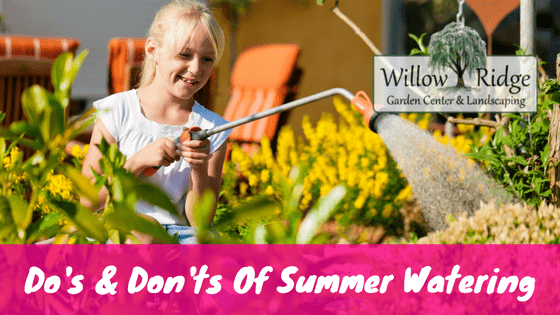 Summer Watering