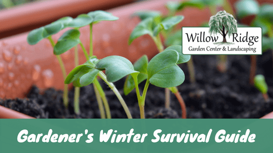 gardener's winter survival guide