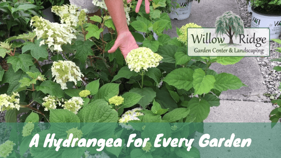 Hydrangeas Sun And Shade