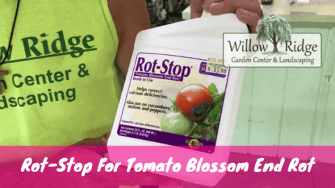 tomato blossom end rot