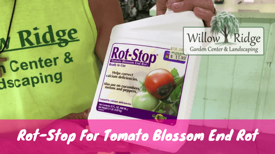 tomato blossom end rot