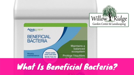 beneficial bacteria