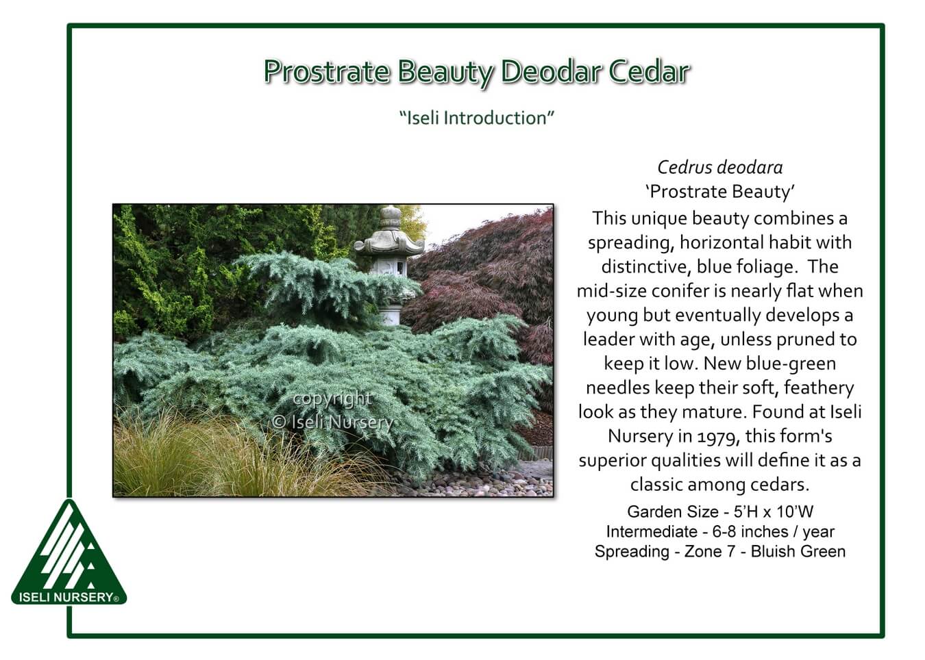 evergreen foliage color