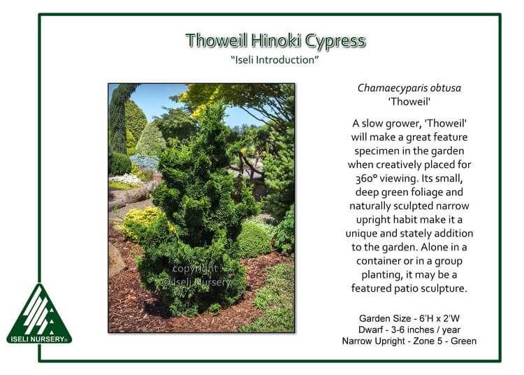 three best conifers