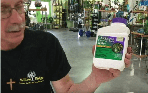 Control Chickweed