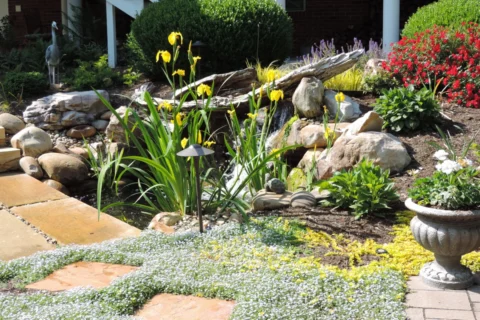 Landscape Backyard