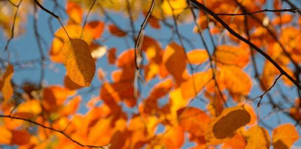 Garden's Second Season