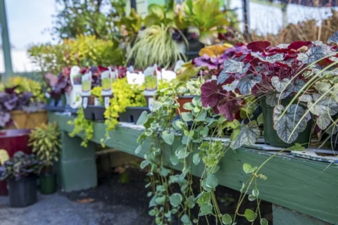 Garden Center - Section 2 (CURATED) -_JB_4626