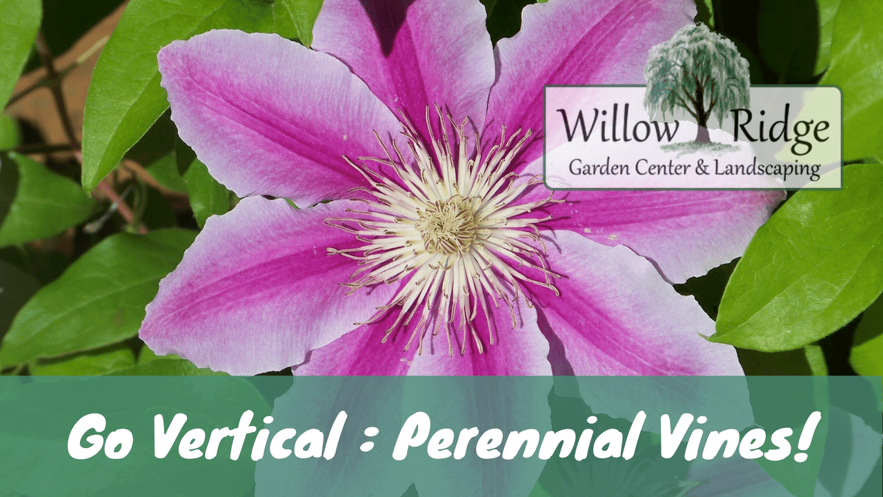 perennial vines