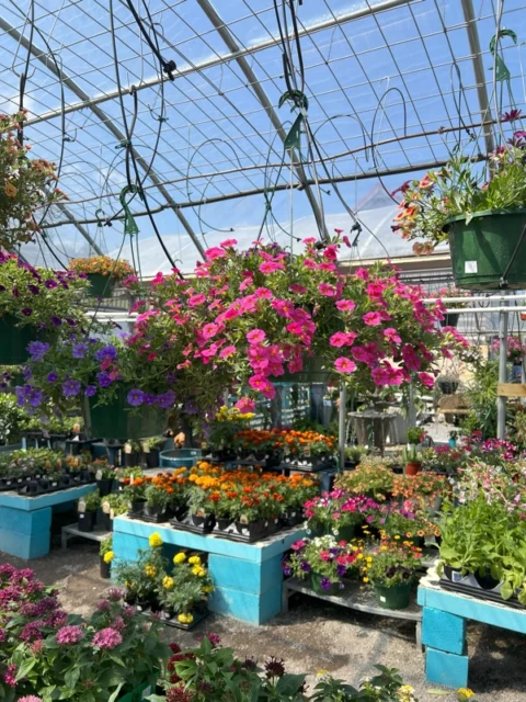 Greenhouse
