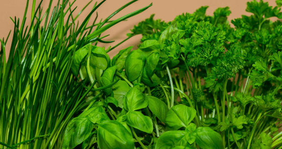 beginner herb garden