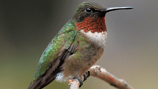 attract hummingbirds