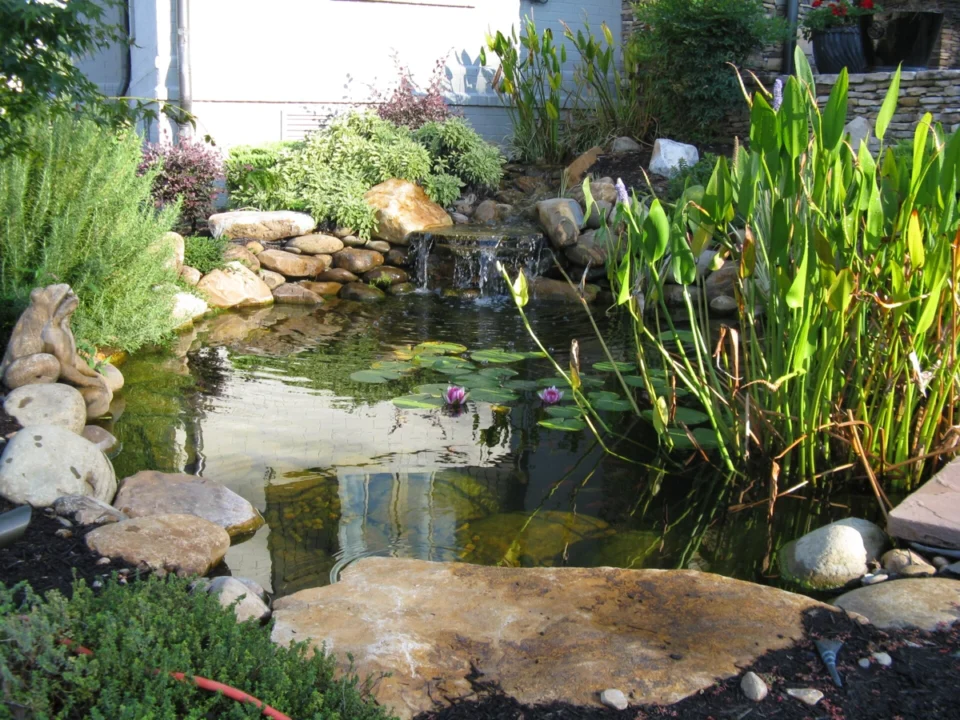 Koi Pond