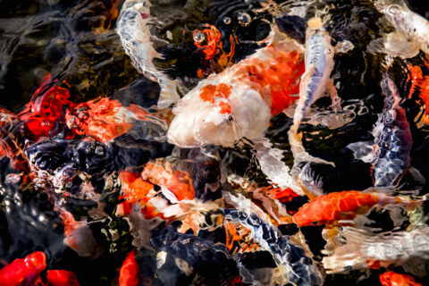 Koi Pond Installation Knoxville TN