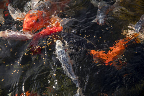 Koi Pond Supplier Knoxville