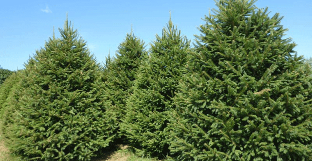 Living Christmas Tree