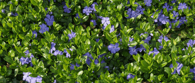 Winter Groundcover