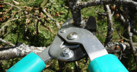 Pruning-4