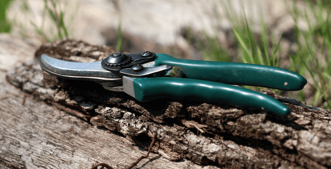 Prune Summer Flowering Shrubs