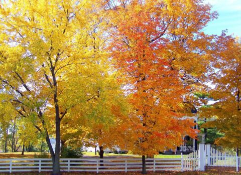 Why Plant A Tree