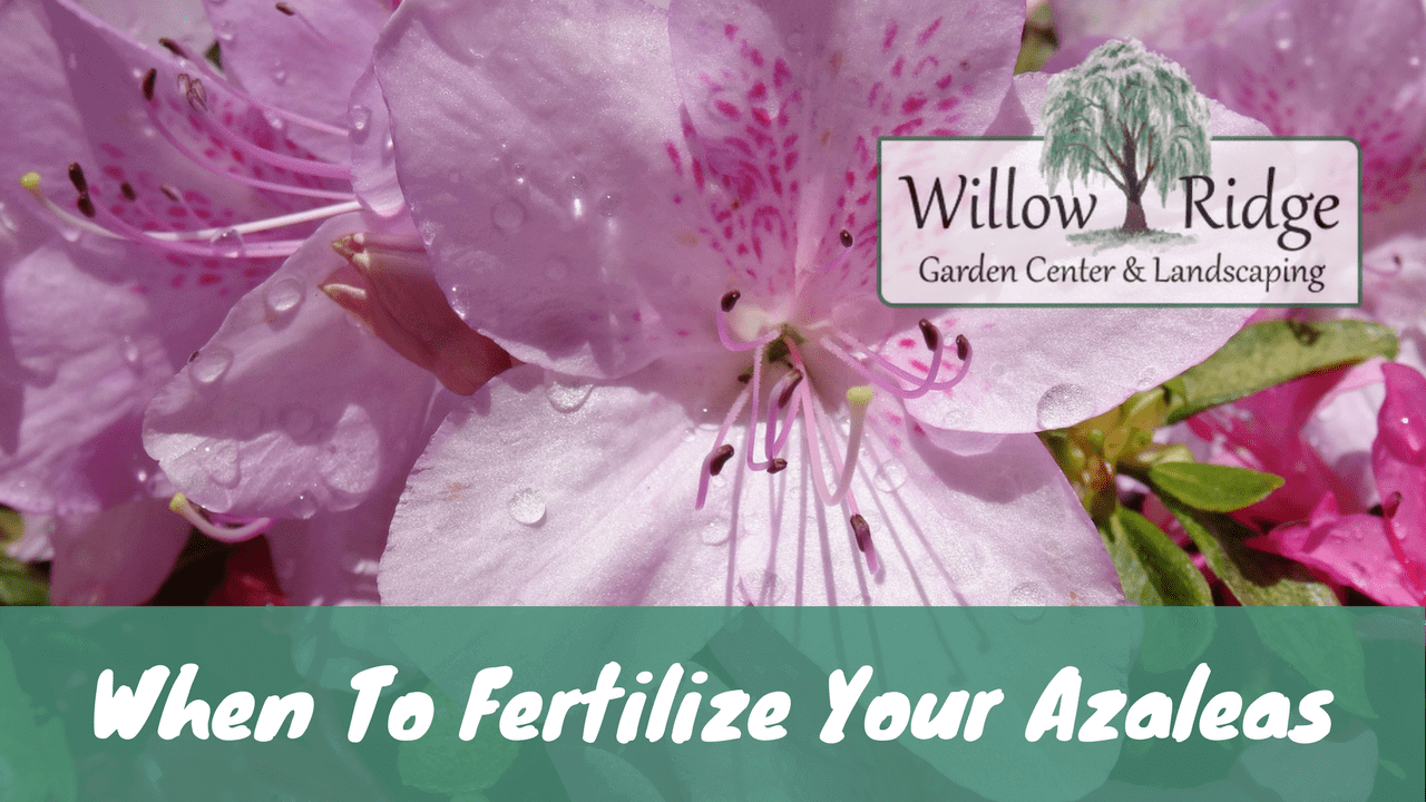 Fertilize Azaleas