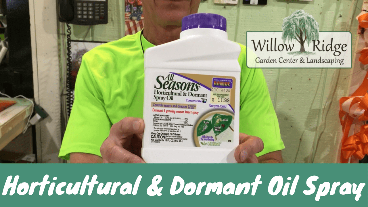dormant oil spray