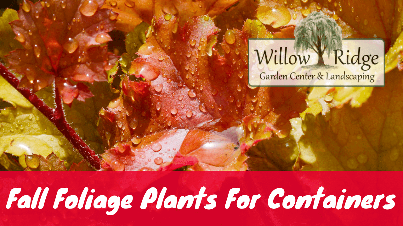 fall foliage plants