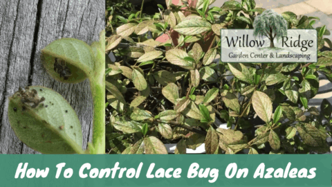control lace bug