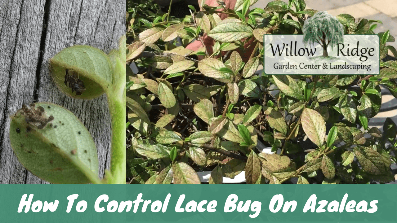 control lace bug