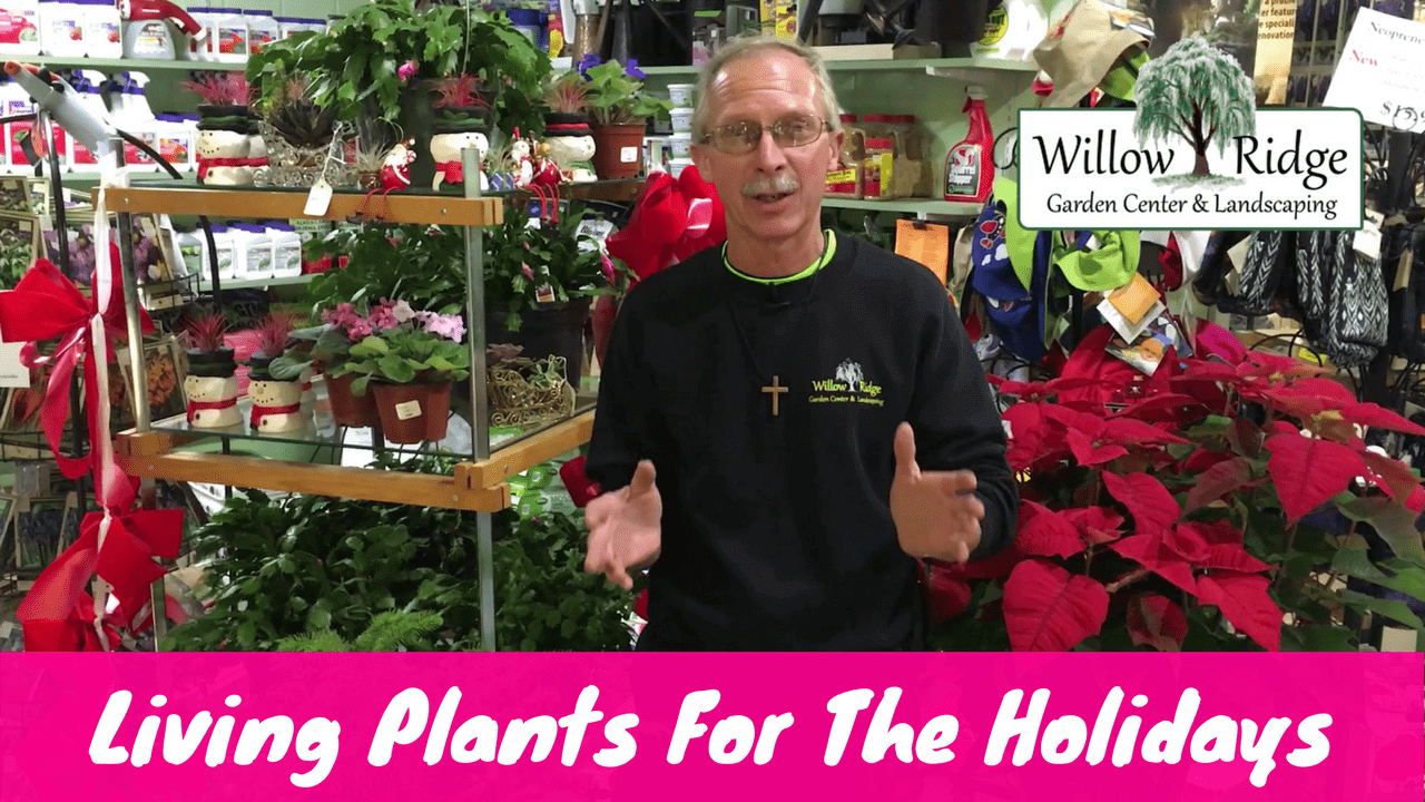 living holiday plants