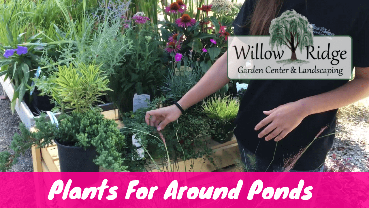 plants for around ponds